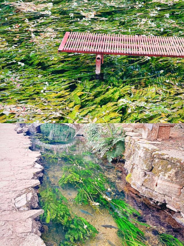 我靠，雲南真係個好地方。
