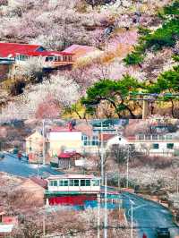 青島最全賞花攻略