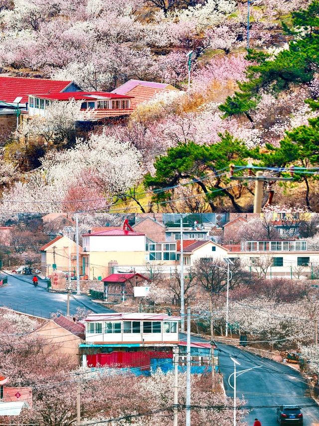 青島最全賞花攻略