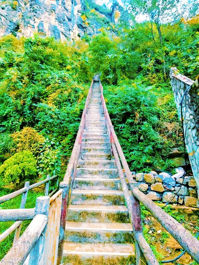 在九皇山的雲霧與山林間，尋一段詩意的時光