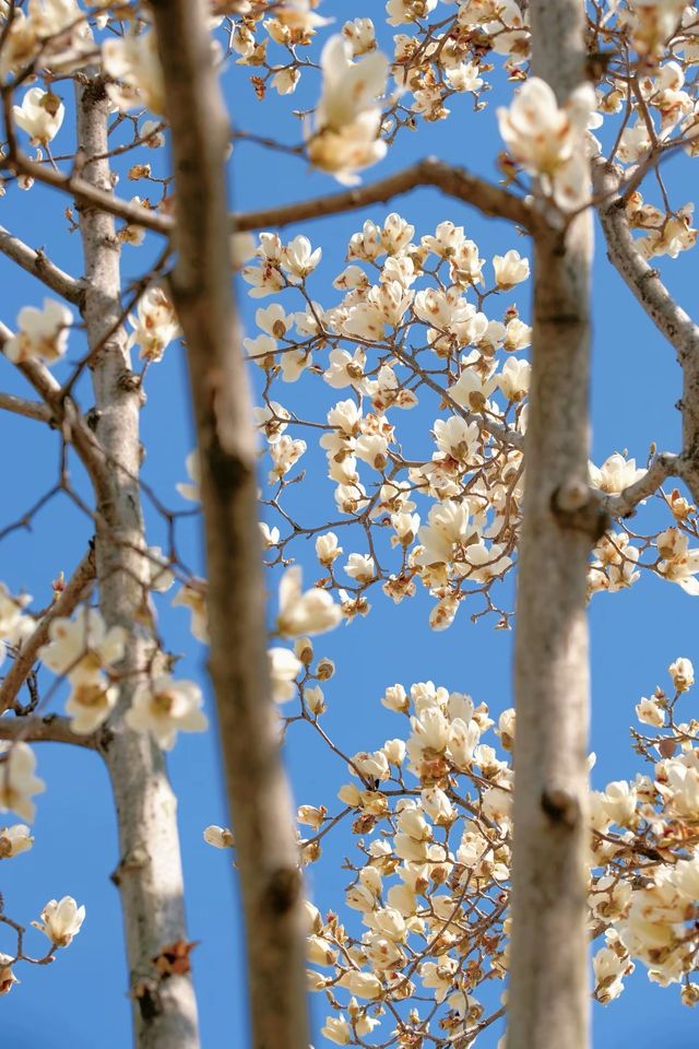 3.19上海的白玉蘭實在是太美了🌸