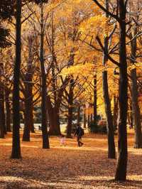 代々木公園での秋の完璧な日々を楽しむ