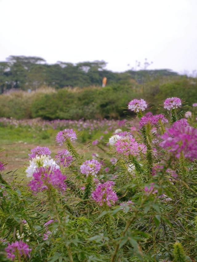 東莞春天｜東莞的一片無人野生紫色花海