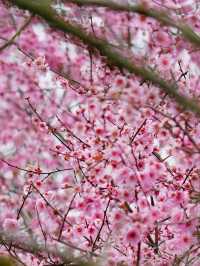 杭州青芝塢賞桃花週末攻略來啦