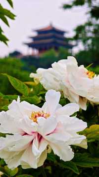 北京賞花全攻略…花王盛宴直接美到心坎了