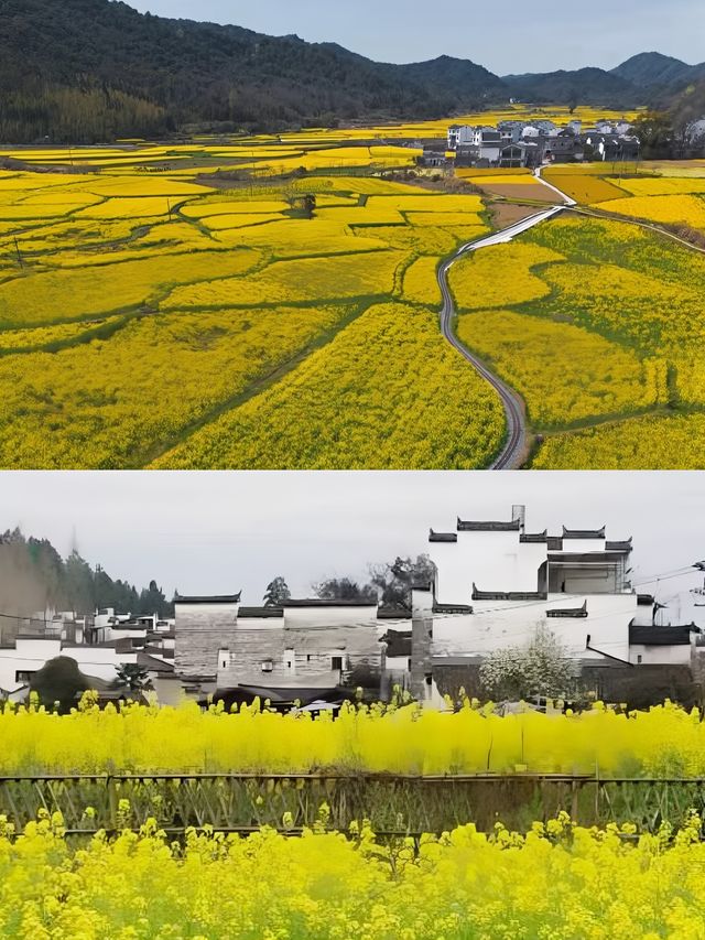 婺源賞油菜花‖打卡避坑攻略