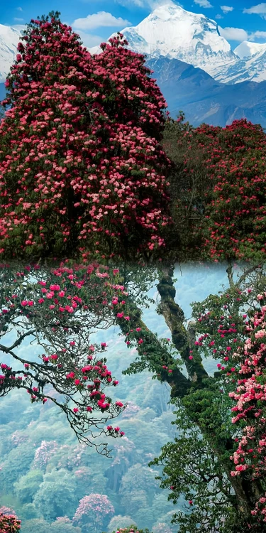 Nepal Trekking: The "Hardcore Charm" of Rhododendrons | Trip.com Narchyang