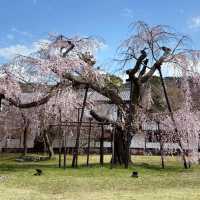 🌸醍醐寺櫻花！3.30實況🌸  