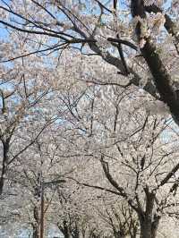 誰懂啊！釜山三樂生態公園美到我心巴上