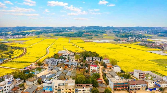 咸寧陽春三月賞油菜花