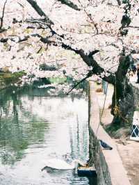 札幌中島公園櫻花暴擊！北海道隱藏賞櫻聖地全攻略