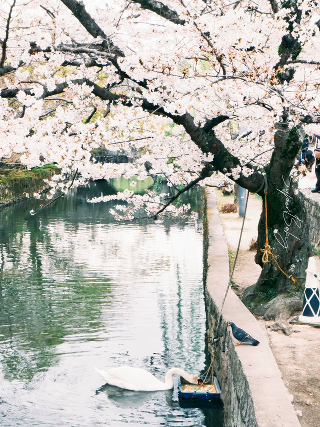 札幌中島公園櫻花暴擊！北海道隱藏賞櫻聖地全攻略