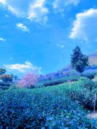 這春日的茶山晚櫻太治癒了
