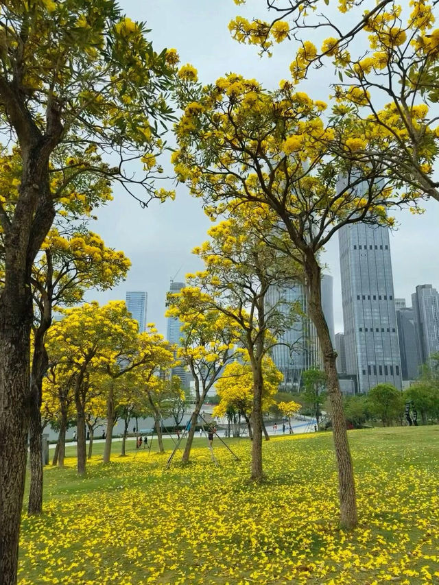 🌼深圳人才公園黃風鈴盛景