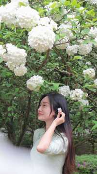 鐵山坪繡球花打卡倒數計時