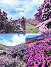 《谷克德：索瑪花盛放處的自在旅途》