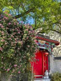 4.28實拍︱壽比胡同嘅玫瑰花上線啦