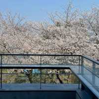 🌸釜山櫻花季必衝！海雲台「櫻花咖啡廳」美到像漫畫場景！
