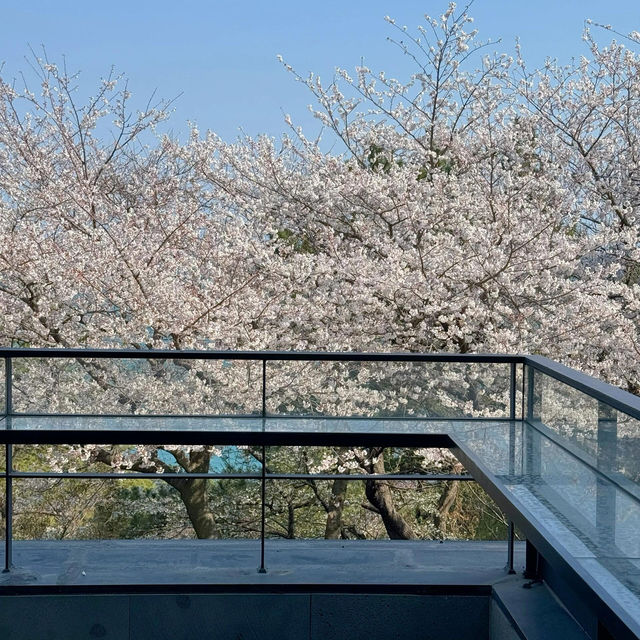 🌸釜山櫻花季必衝！海雲台「櫻花咖啡廳」美到像漫畫場景！