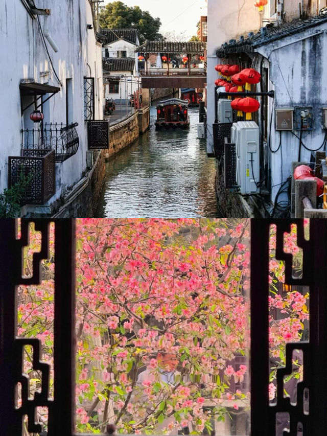 蘇州人私藏嘅絕美園林拙政園四季打卡點