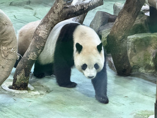 台北動物園熊貓之旅，價格親民！全家分享歡樂時光