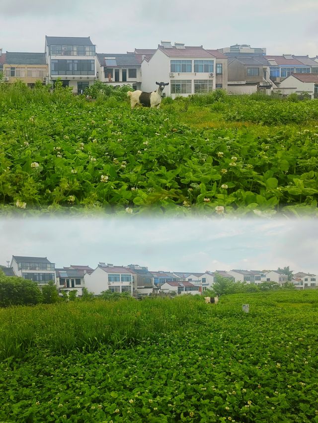 32.4  溧陽長蕩湖