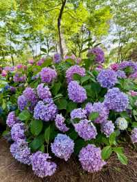 武漢中山公園：繡球花花海夢幻之境