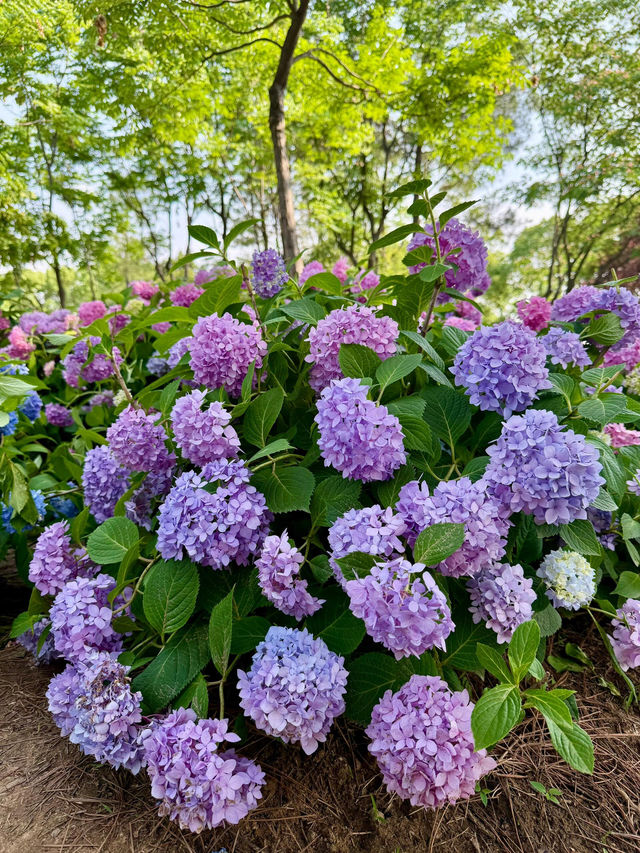 武漢中山公園：繡球花花海夢幻之境