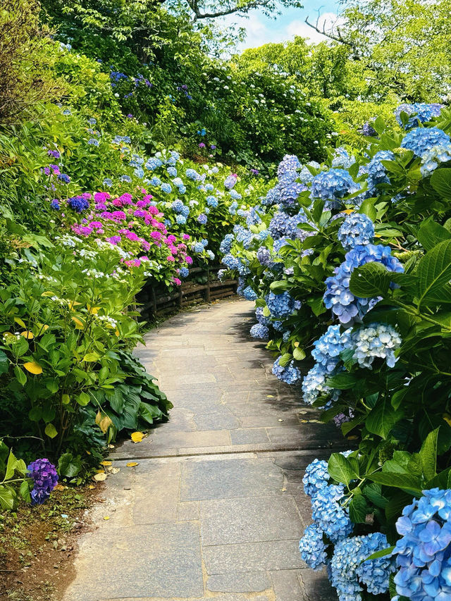 伊豆下田公園 | 繡球花的絕美盛宴