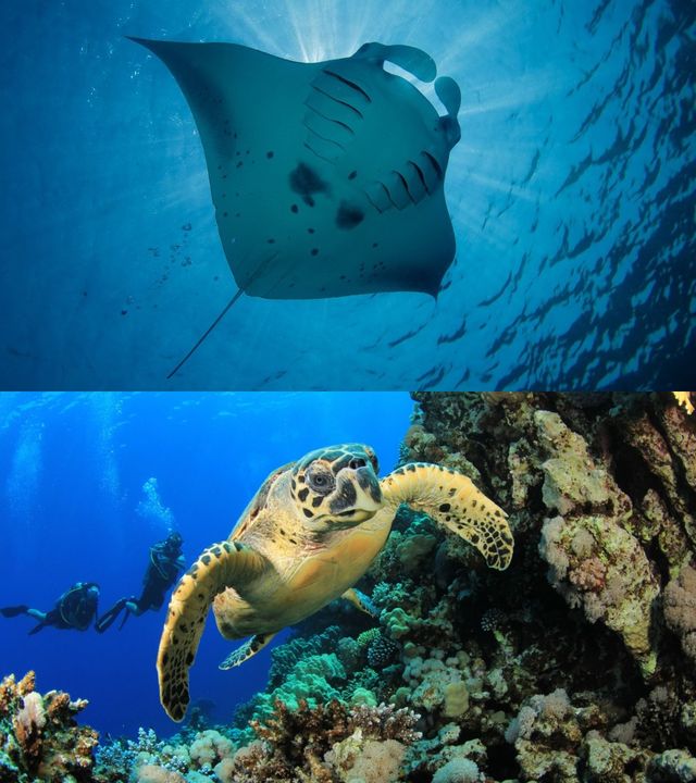 馬爾代夫私人島嶼海底用餐係咩體驗
