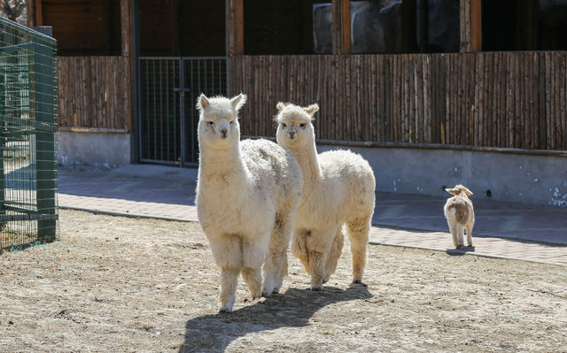 動物園一日遊親子情侶可打卡