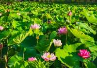 衝衝衝，杭州「荷花秘境」完美綻放！