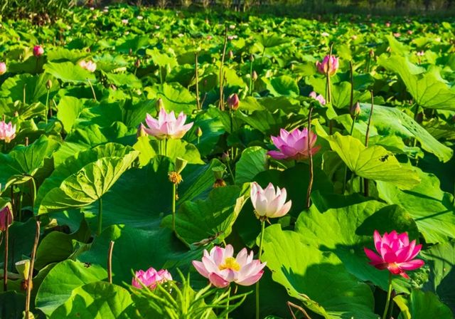 衝衝衝，杭州「荷花秘境」完美綻放！