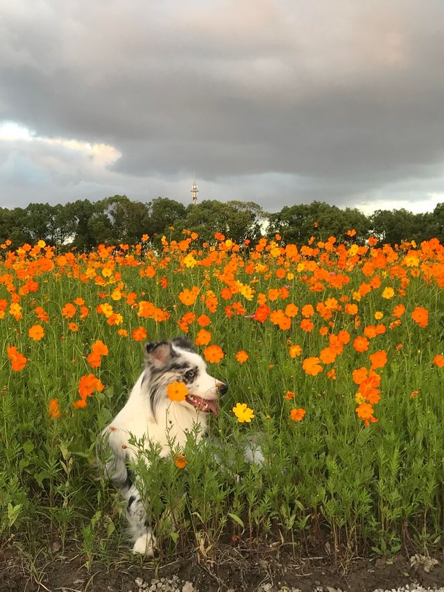 上海初夏第一片花海已經上線了
