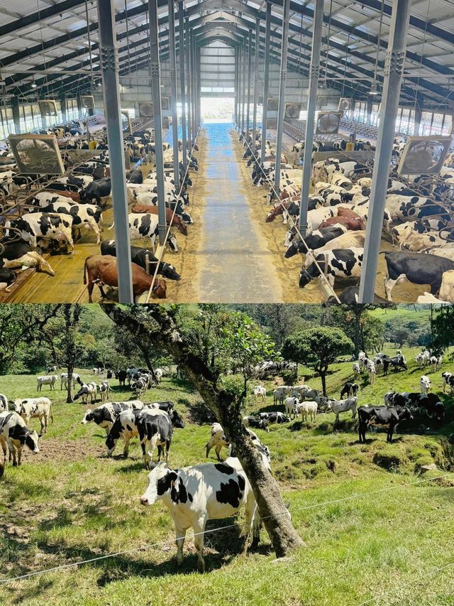 一帖搞掂！！努沃勒埃利耶玩樂、住宿超實用指南！