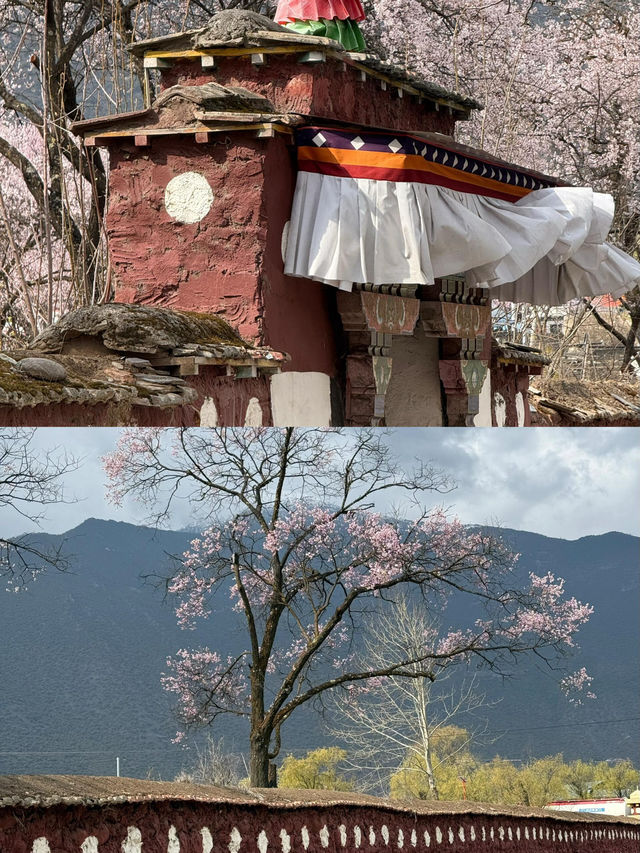 波密桃花溝：邂逅一場春日嘅粉色浪漫