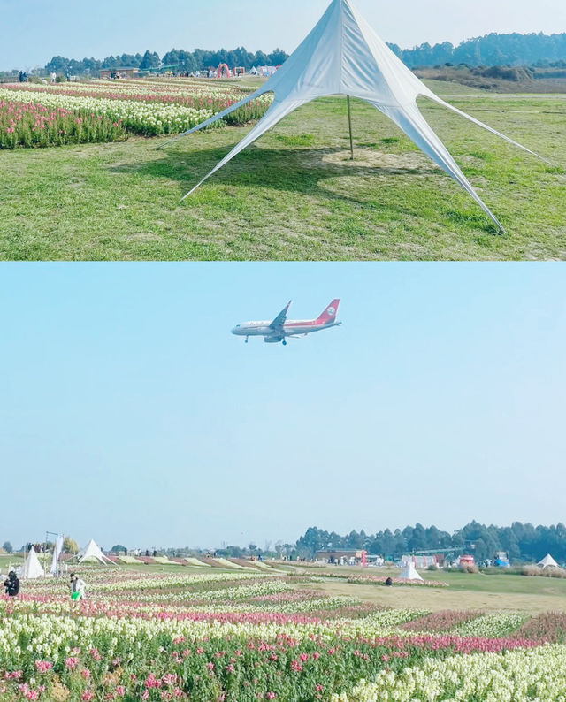 【空港花田】