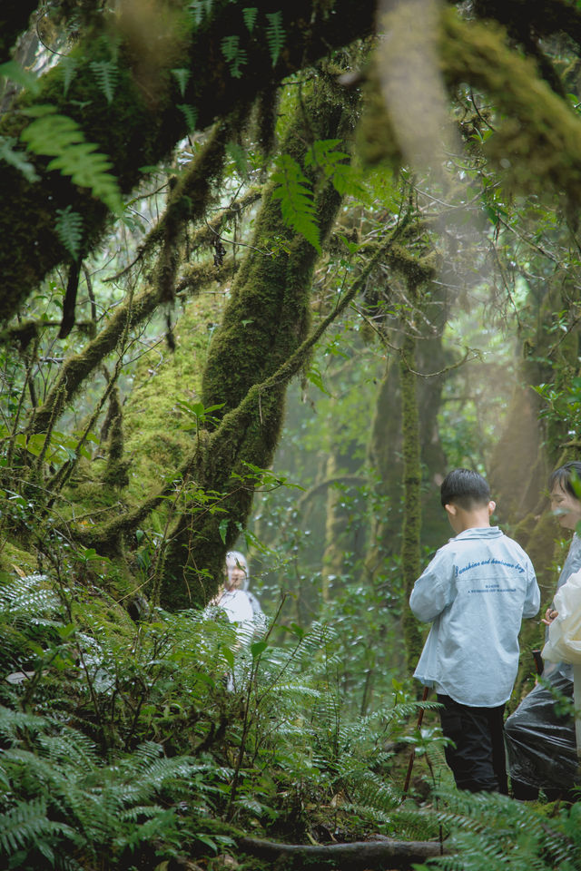 23℃毛毛球森林徒步避暑！拍出森系大片