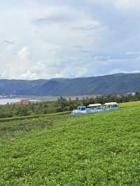 暑假親子遊|彌勒太平湖森林公園(附攻略)