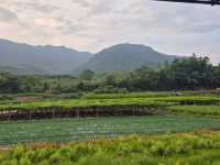 Guilin Surprise
