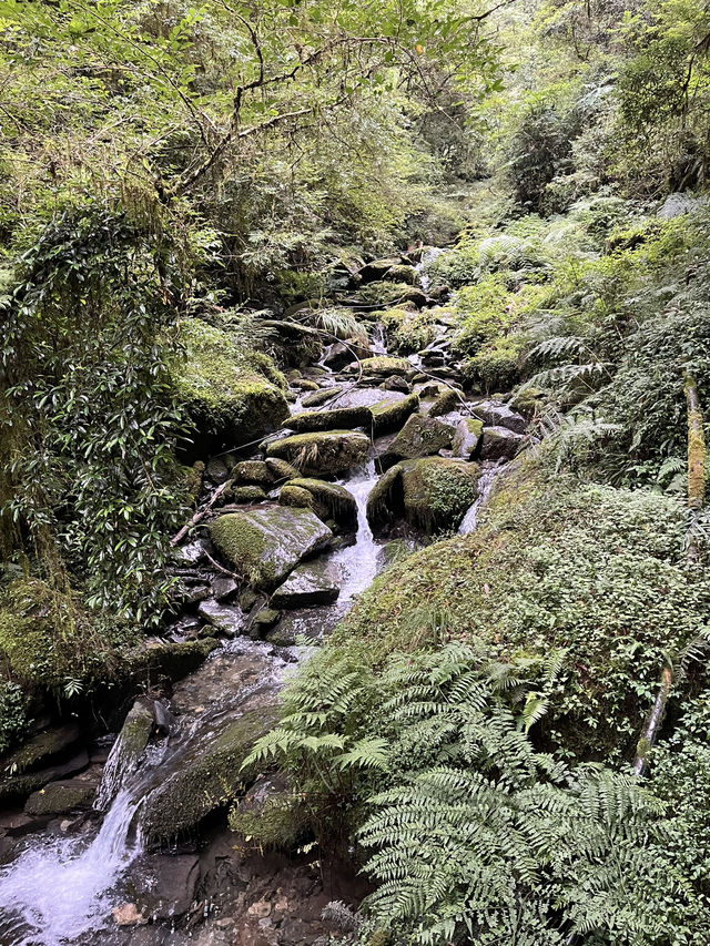 Reconnect with Nature in the misty forest🧚🏼🌿✨