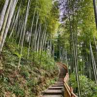This is the Legendary Bamboo Forest of Crouching Tiger