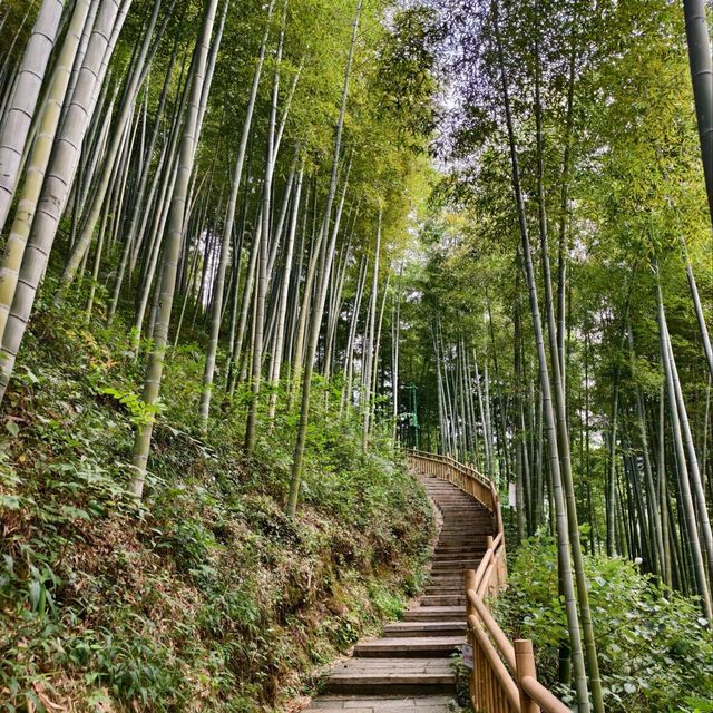 This is the Legendary Bamboo Forest of Crouching Tiger