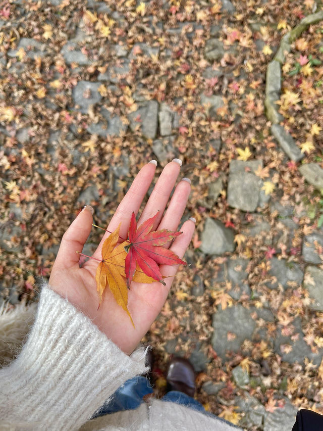 抓住秋天的尾巴！莫干山楓葉季限時賞秋攻略