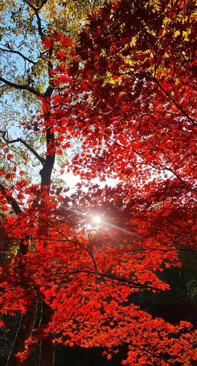 長沙秋色打卡新地標