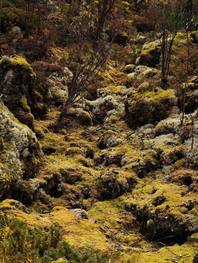 阿爾山•石塘林：踏足亞洲最大火山熔岩區