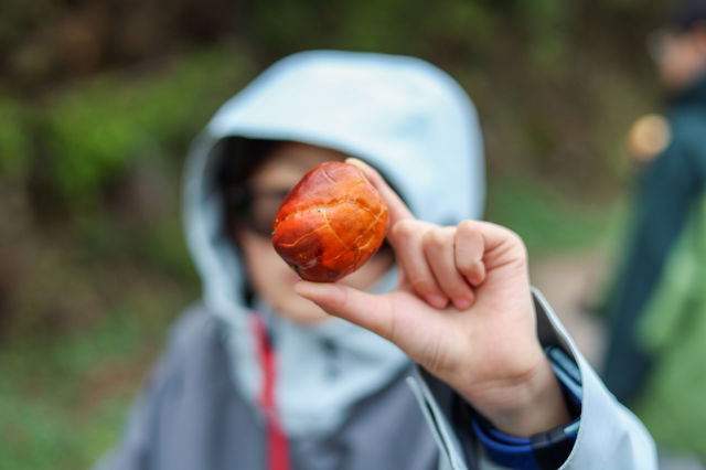 石家莊可以摘蘋果，免費賞紅葉的野山