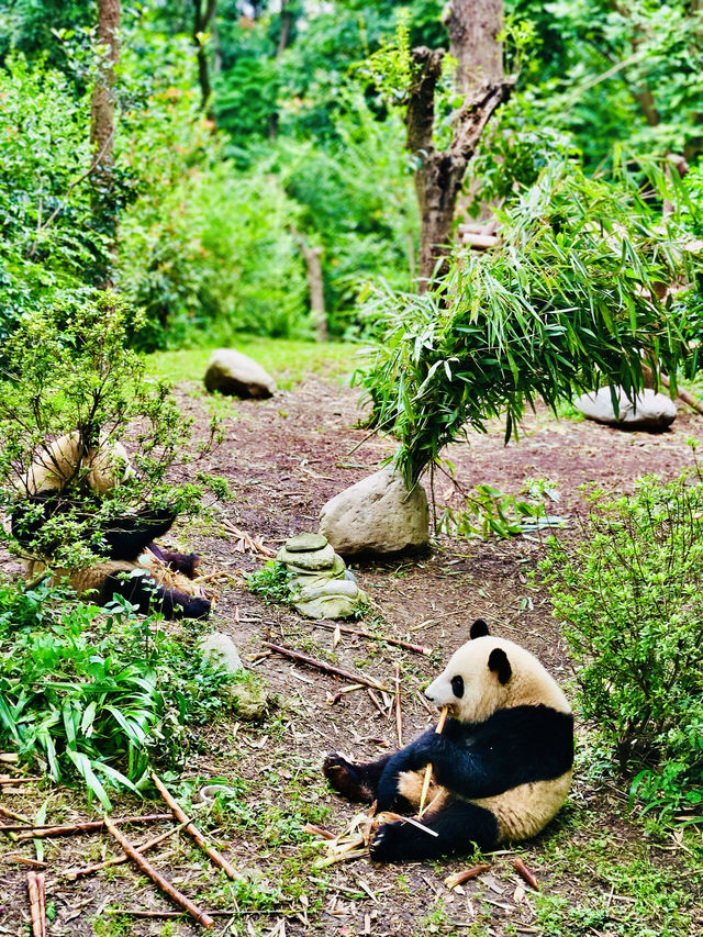 成都經典玩法攻略| 住古風酒店打卡三星堆熊貓基地 成都經典玩法攻略| 住古風酒店打卡三星堆熊貓基地