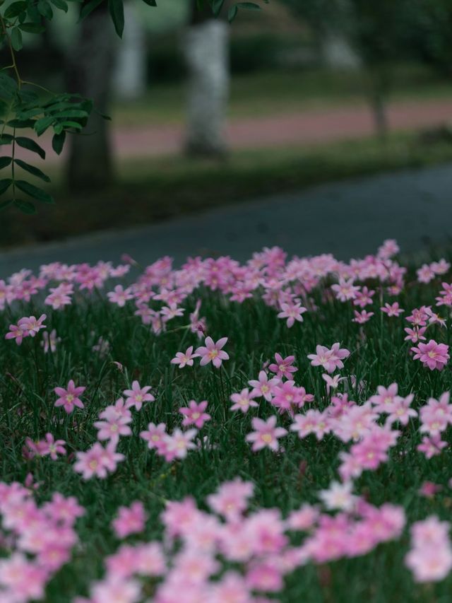油畫感爆棚！長沙磨盤洲私藏秘境闖入莫奈花園太浪漫