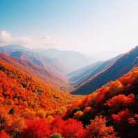 曲靖秋日秘境！雲南小眾賞楓地被嚴重低估的菌子山